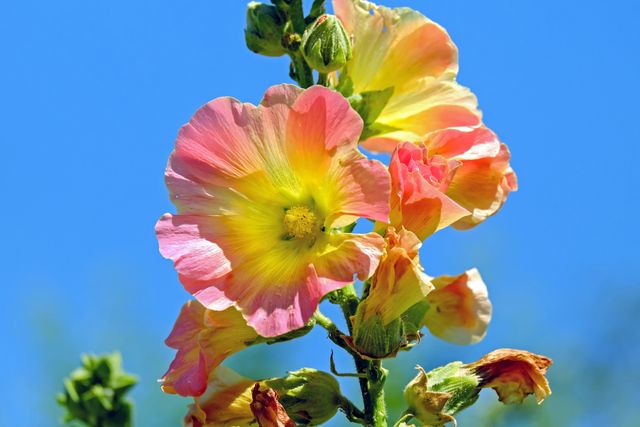 Beautiful close-up of pink and yellow hollyhock flowers blooming vibrantly against a clear blue sky. Perfect for use in nature magazines, gardening blogs, and floral posters. This image embodies the essence of summer and the beauty of outdoor gardens.