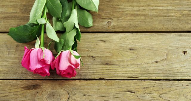 Two pink roses lie on a rustic wooden surface, with copy space. Their vibrant color and freshness suggest a romantic or commemorative occasion.