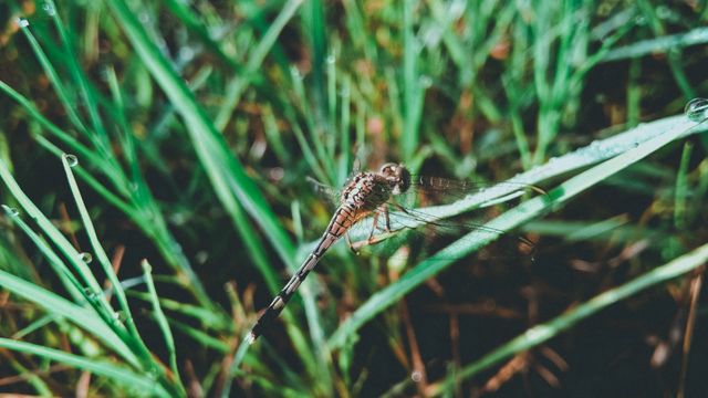 Close-up view of a dragonfly perched on a wet grass leaf. Shows detailed textures and fragile wings, blending into lush green surroundings. Ideal for use in nature documentaries, educational material on insects, and environmental awareness campaigns.