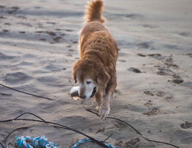 Golden Retriever joyfully exploring beach with toy. Ideal for pet lifestyle blogs, outdoor activity websites, and summer vacation promotions.