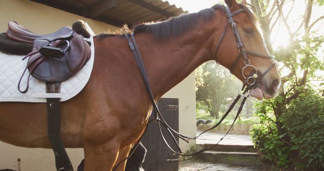 Saddled Brown Horse in Sunlit Stable Yard - Download Free Stock Images Pikwizard.com