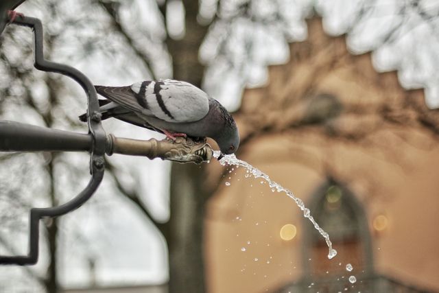 Pigeon perched on fountain spout drinking water in city setting. Suitable for themes related to urban wildlife, birds, nature conservation, and refreshing natural moments in cityscapes.