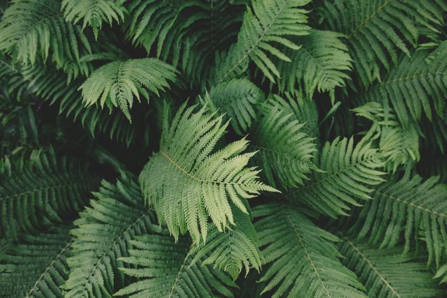 This image depicts lush green fern leaves showcasing intricate patterns and natural vibrancy. Perfect for use in nature-themed designs, botanical studies, eco-friendly campaigns, and outdoor adventure promos. Ideal as a background or in gardening and environmental conservation materials.