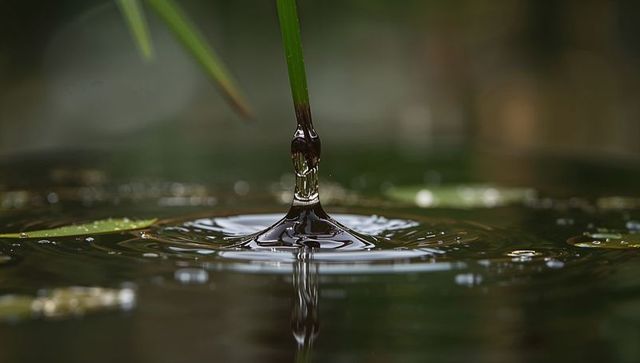 Macro slender green stem creating water droplet crown with ripples and mirror reflection