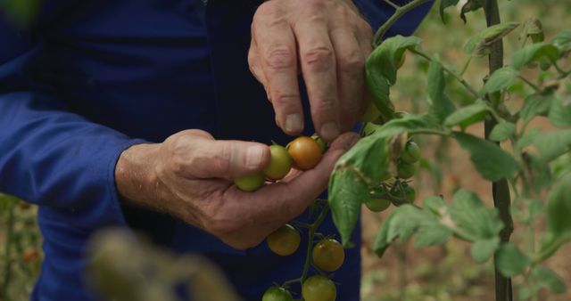 Close-up of Farmer Inspecting Ripening Cherry Tomatoes on Vine - Download Free Stock Images Pikwizard.com