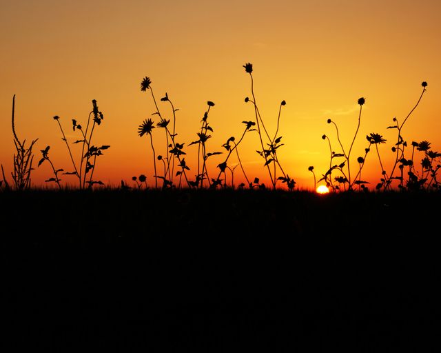 Silhouette Plants Against Romantic Sky at Sunset - Download Free Stock Photos Pikwizard.com