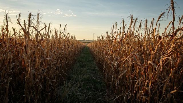Sunlit corn rows leading to horizon via narrow grassy path during golden hour