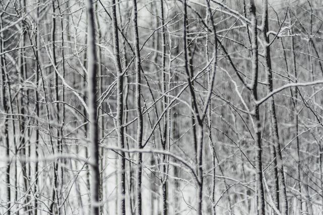 Capturing snow-covered branches in a winter forest, this abstract pattern is ideal for use in projects related to nature, winter scenes, abstract art, tranquility, and outdoor activities. Can be used in blogs, websites, backgrounds, greeting cards, and seasonal promotions.