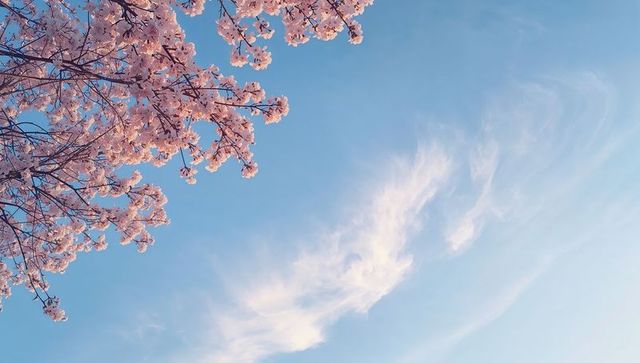 Spring cherry blossom branches framing clear blue sky with soft pastel clouds, copy space