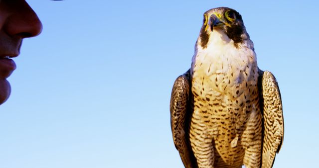 Peregrine falcon perched on arm of falconer against clear blue sky. Ideal for themes related to wildlife conservation, birdwatching, outdoor hobbies, and natural landscapes. Useful for educational content on birds of prey, showcasing falconry, or promoting wildlife tourism.