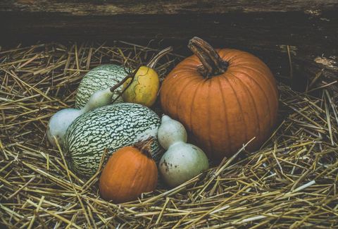 Autumn harvest with pumpkins and gourds on straw