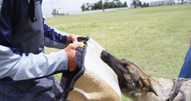 Handler is training security dog to bite and hold protective sleeve in outdoor grassy field. Useful for illustrating dog training techniques, security and protection services, working dogs, and outdoor canine activities.
