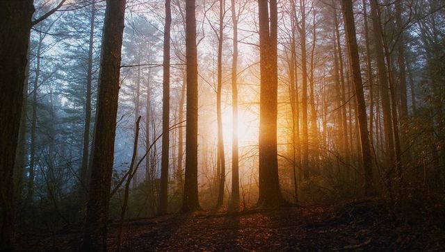 Golden sunlight streaming through foggy pine forest
