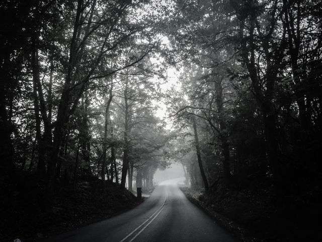 Foggy Forest Road in Early Morning Light - Download Free Stock Photos Pikwizard.com