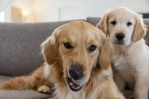 Golden retriever pair sharing cozy couch moment with adult smiling and curious puppy
