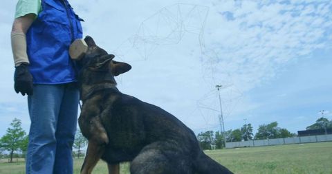Protection k9 gripping bite sleeve during training with handler wearing blue vest outdoors