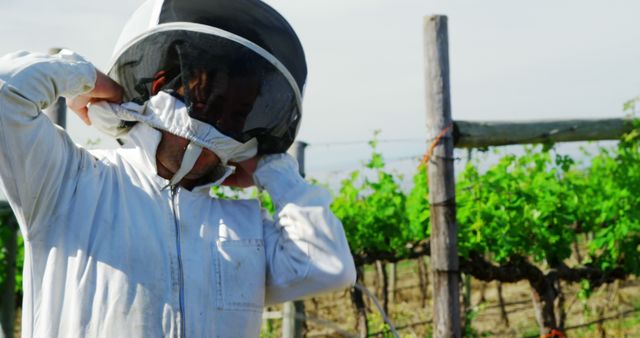 Beekeeper Adjusting Protective Gear in Vineyard - Download Free Stock Images Pikwizard.com