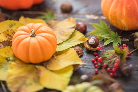 Autumn still life with mini pumpkin and leaves