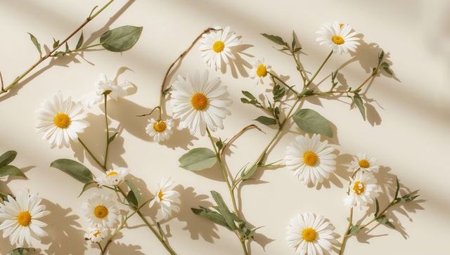 White daisies with yellow centers on cream backdrop casting soft shadows minimalist studio