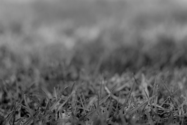 This image shows a close-up view of grass blades, captured in black and white for a minimalist and abstract effect. The shallow depth of field focuses on the texture of the grass, highlighting each individual blade. Ideal for use in nature-themed designs, backgrounds for graphic work, or as a modern decor element in interior design.
