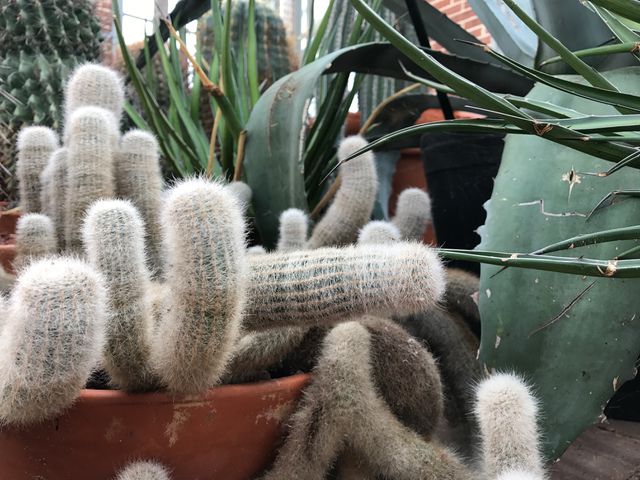 Contains diverse cacti species in terracotta pots with some featuring fuzzy textures. Shows variety of shapes, textures, and health of plants. Perfect for use in gardening blogs, botanical presentations, plant care guides, and websites promoting indoor greenery or desert landscaping.