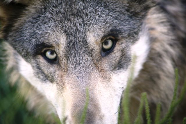 A close-up view of a gray wolf staring intently through foliage in a forest. Ideal for use in wildlife documentaries, nature conservation campaigns, animal behavior studies, and educational materials focusing on wolf habits and habitats.