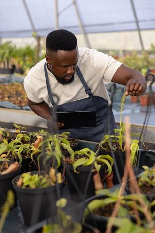 African american gardener inspecting seedlings in greenhouse while holding tablet