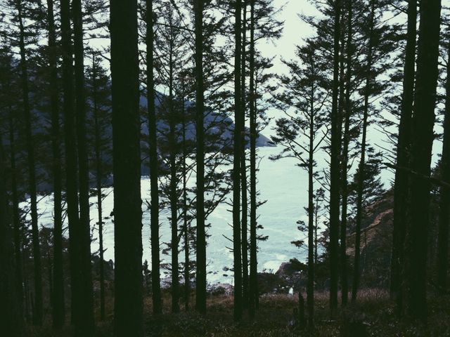 View depicts tall pine trees in dense forest with ocean visible in the distance. Suggests untouched nature, ideal for topics such as environmental conservation, outdoor activities, nature's tranquility, and scenic landscapes background.
