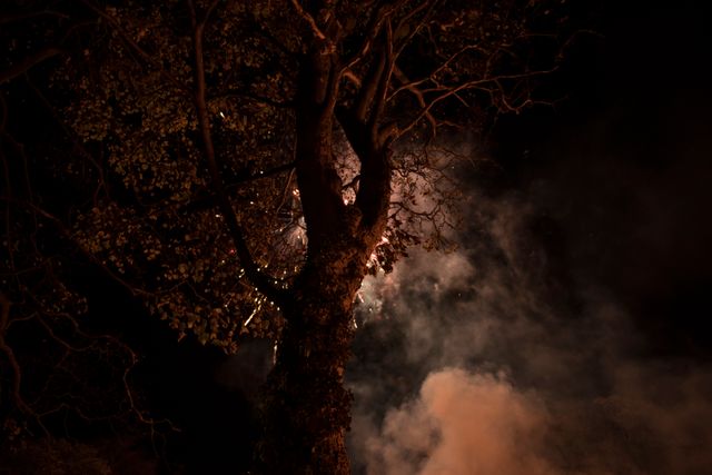 Mysterious Tree Illuminated by Nighttime Smoke and Light - Download Free Stock Photos Pikwizard.com