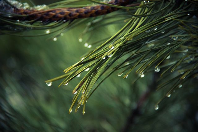 Close-up shot of pine needles adorned with water droplets on a green background. Ideal for use in nature-themed projects, background images for presentations, environmental awareness campaigns, and botanical studies.