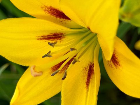 Yellow Lily Bloom Showing Red Speckles and Stamen Macro Detail for Floral Design
