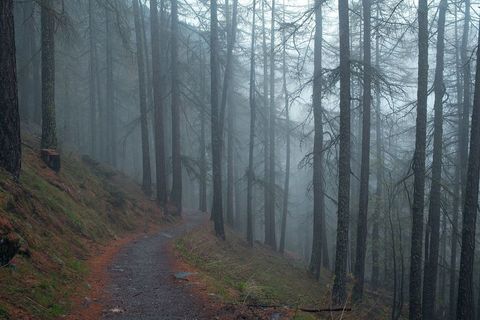 Misty Forest Trail in Dense Pine Woodland