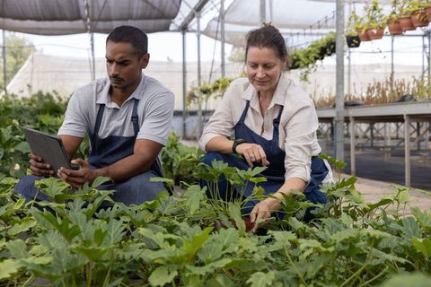 Diverse greenhouse team tending seedlings and using tablet for plant care and data tracking