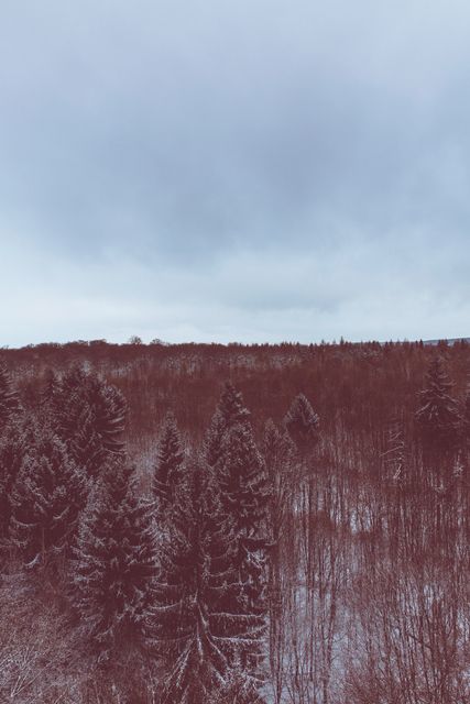 Snow-Covered Forest with Dense Evergreen Trees Under Overcast Sky - Download Free Stock Images Pikwizard.com