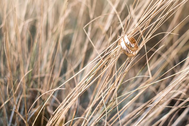 Gold wedding rings hanging on dry grass in nature, creating a rustic and symbolic scene. This image is perfect for use in wedding invitations, engagement announcements, romantic cards, nature-themed wedding themes, and any project symbolizing marriage, love, and commitment. The natural background adds a serene and intimate feel.