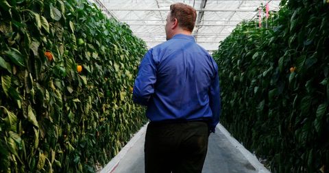 Businessman Inspecting Plants for Quality Control in Greenhouse - Download Free Stock Images Pikwizard.com