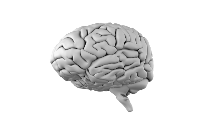 Digital White Human Brain Illustration on Transparent Background for Science Concepts - Download Free Stock Videos Pikwizard.com