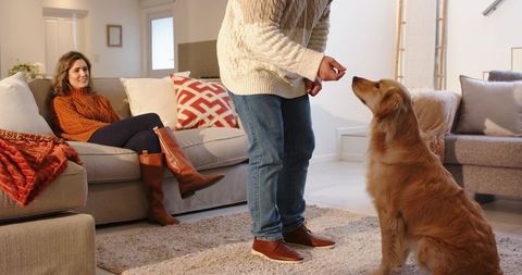Couple Rewarding Golden Retriever With Treat in Cozy Sunlit Living Room