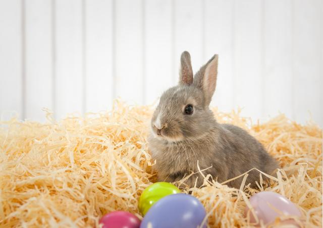 Cute Gray Rabbit with Colorful Easter Eggs on Straw - Download Free Stock Photos Pikwizard.com