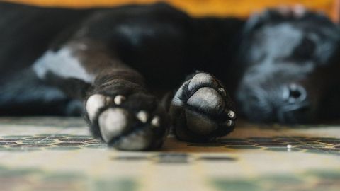 Close-up of sleeping dog's paws on tiled floor