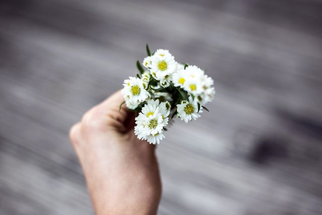 Close-Up of Hand Holding White Daisies Against Blurred Background - Download Free Stock Photos Pikwizard.com