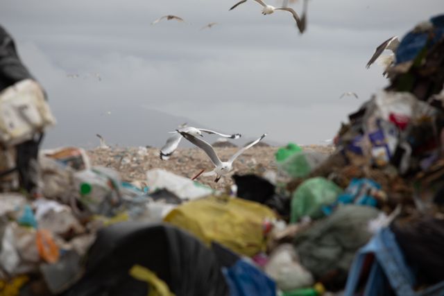 Flock of birds flying over a landfill filled with piled trash under a cloudy, overcast sky. Highlights the global environmental issue of waste disposal and pollution. Useful for articles, presentations, and campaigns on environmental conservation, waste management, and ecological awareness.