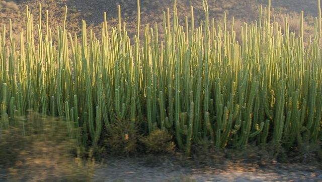 Dense columnar cacti rising in sidelit desert landscape during golden late-afternoon glow