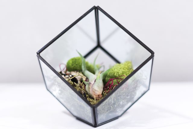 Geometric glass terrarium housing small succulents and moss, creating a modern and minimalistic décor. Ideal for use in articles and blogs about indoor gardening, home decoration ideas, eco-friendly living, and DIY projects.
