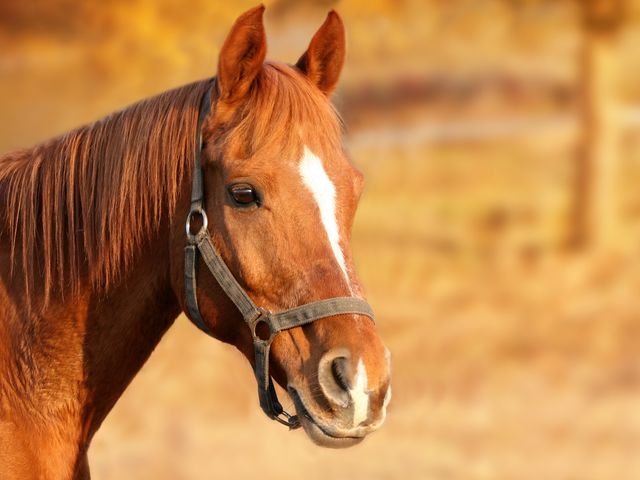 Close-Up of Brown Horse with Bridle in Warm Light - Download Free Stock Photos Pikwizard.com