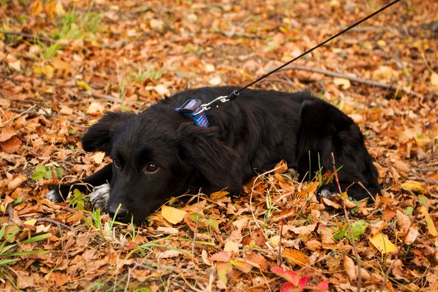 Black dog lying on colorful autumn leaves with a leash attached. Captures a moment during a walk in a park or forest. Suitable for themes like outdoor activities, pet care, autumn, leisure time, and nature exploration.