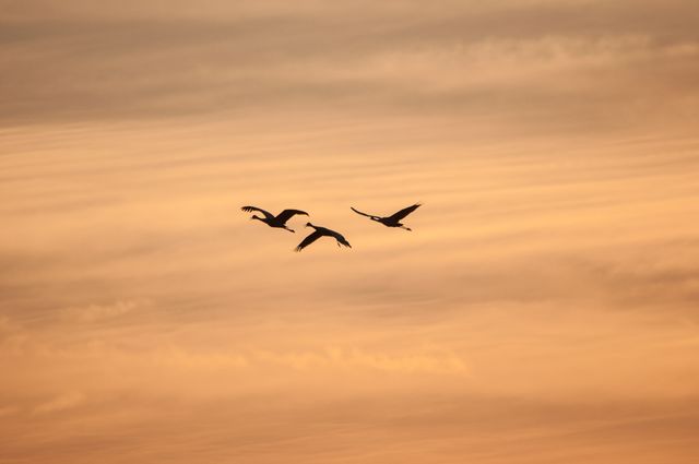 Three birds are flying in the sky during a beautiful sunset. The sky is painted in warm orange hues, creating a peaceful and tranquil atmosphere. This image can be used for nature photography, peaceful themes, meditation backgrounds, and serene scenes.