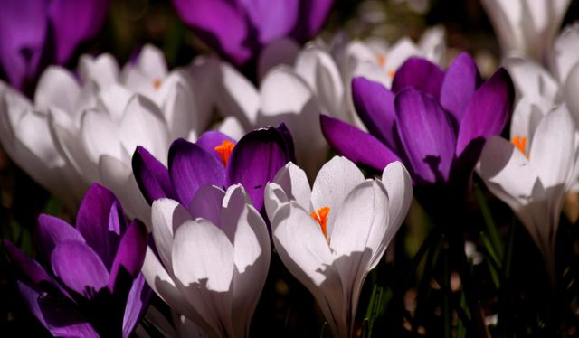 This vibrant image captures the beautiful combination of violet and white crocus flowers blooming together in a spring garden. Ideal for projects related to nature, gardening, springtime, floral arrangements, and outdoor beauty. Perfect for use in websites, blog posts, marketing materials, and seasonal greeting cards.