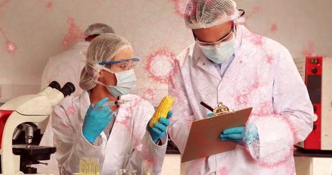 Biotechnologists Conducting Genetic Modification Experiment on Corn