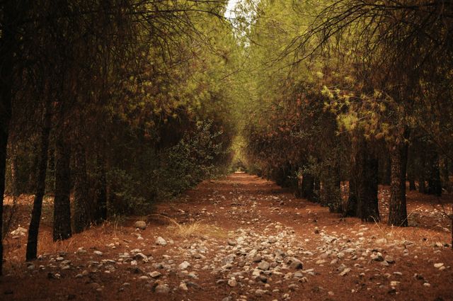 Pathway Through Dense Pine Forest in Autumn - Download Free Stock Photos Pikwizard.com